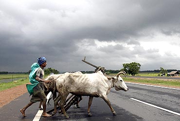 A farmer and his bullocks cross a highway against the backdrop of monsoon clouds in Singur