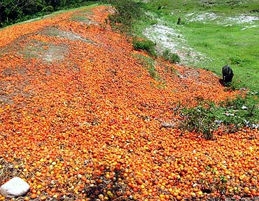 Loads of tomatoes rotting at a dump yard in Haldibari