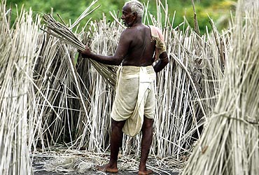 A jute farmer from Singur