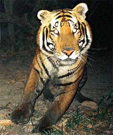 The tiger population in Assam touched 143 in 2010