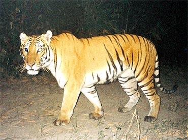 Estimated population of 1,706 tigers represents a 20 percent increase from the last survey in 2006