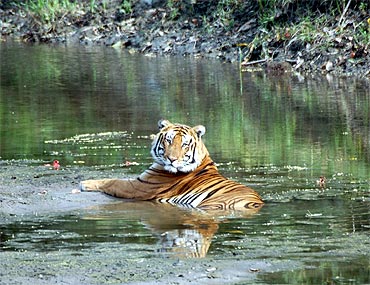 In PHOTOS: On adventurous tiger trail in Kaziranga - Rediff.com News