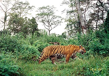 Density of tigers in Kaziranga has doubled since 1998