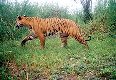 11 tigers were spotted in Manas National Park