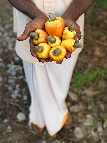 Freshly picked cashew fruit with the nut still attached in Kasargod