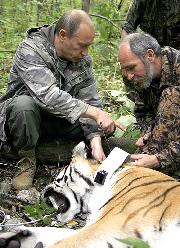 Putin holds a five-year-old tiger's head as scientists put on a collar with a satellite tracker on the animal in the academy of sciencies Ussuri reserve in Russia's Far East