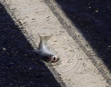 A fish is seen on the Capricorn Highway, which is partially submerged under floodwaters, 6 km south of Rockhampton