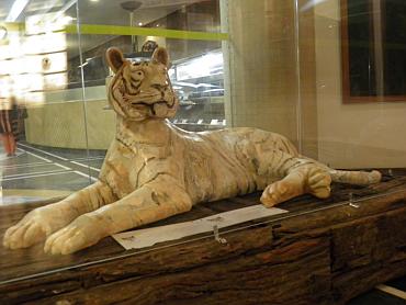 A tiger sculpture by Antonia E Costa at the India Habitat Centre in Delhi
