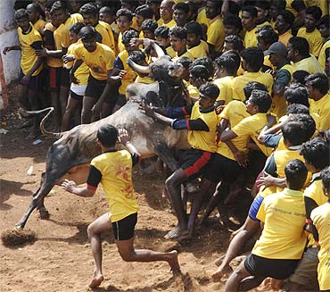 Jallikattu festival in Tamil Nadu