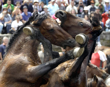 Horses fight during the 'Rapa Das Bestas' traditional event in the Spanish northwestern village of Sabucedo