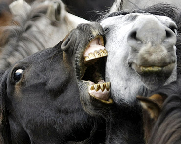 Horses fight during the 'Rapa Das Bestas' traditional event