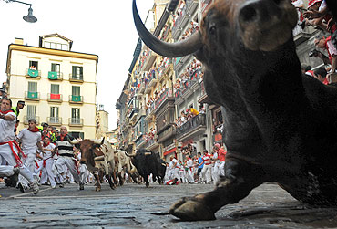 A fighting bull falls during the second day of the running of the bulls