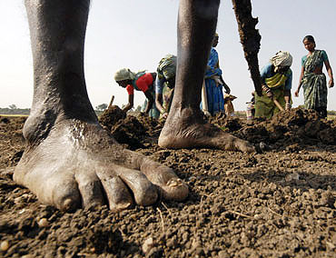 A file photo of people working in a field under the NREGA programme