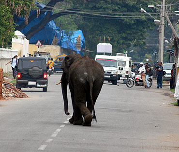 Elephants go on a rampage in Mysore