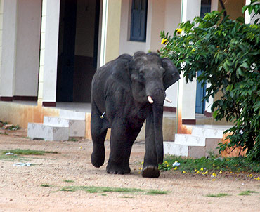 Elephants go on a rampage in Mysore