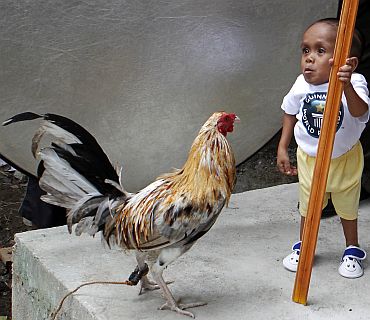 Junrey Balawing stands next to a rooster during a photo taking session with the Guinness World Records team