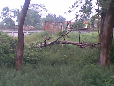 The tree at the police station compound where Sonam's body was found hanging