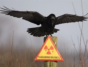 A raven sits on a post inside the 30 km exclusion zone around the Chernobyl nuclear reactor