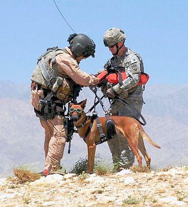 Dog was equipped with protective body armour