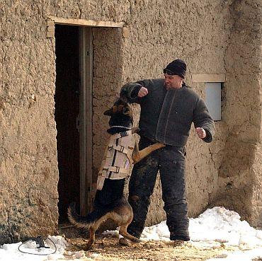 Over 500 dogs in service in Pakistan, Afghanistan