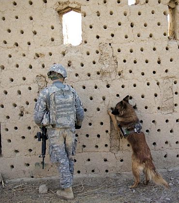 Dog on Osama mission was there to detect explosives