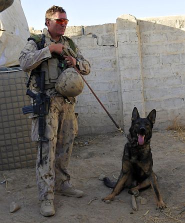 US Army has an estimated 2,800 dogs
