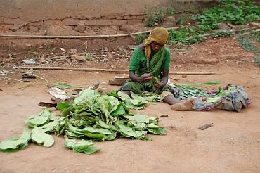 Gathering tendu leaves, used to make beedis, is a source of livelihood for villagers