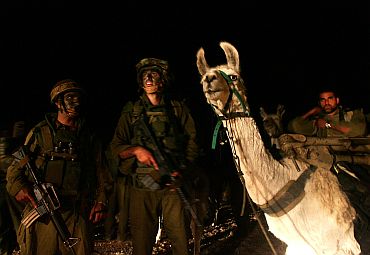 Israeli special forces with their llamas wait to cross the Israel-Lebanon border