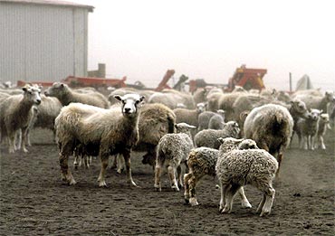 heep are seen at a farm during the ash fallout in Mulakot, Iceland