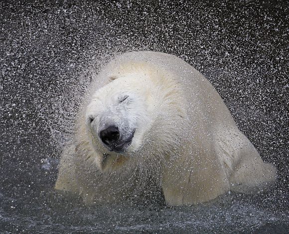 Amazing PHOTOS: Polar bears chilling out