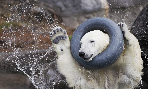 Amazing PHOTOS: Polar bears chilling out
