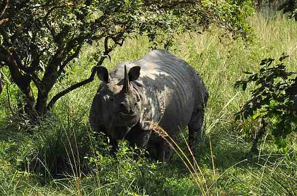 A Great Indian one horned rhino at the Pobitora Wildlife. Pobitora is famous for the highest density of Great Indian One Horn Rhino within 42sqkm.
