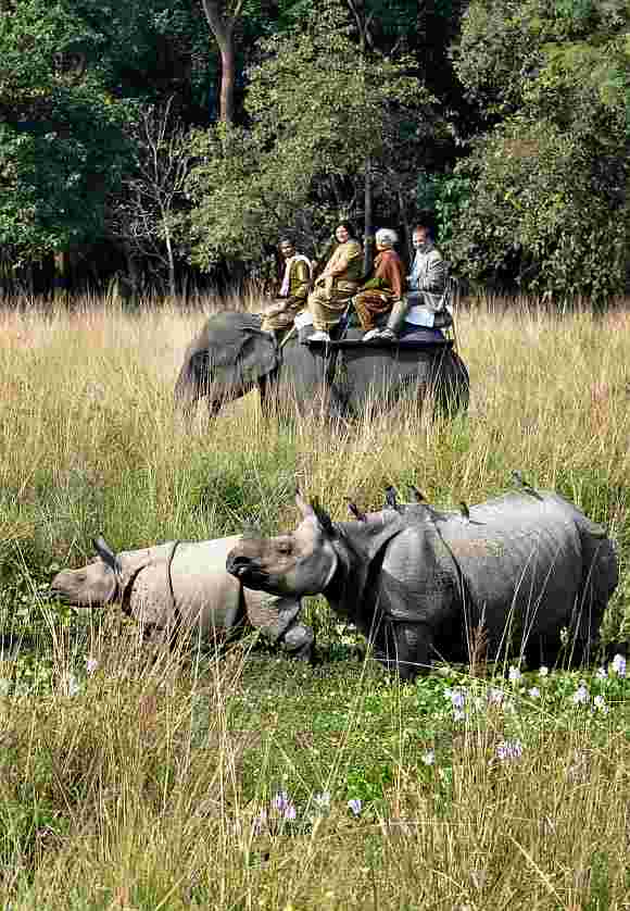 Visitors enjoying an elephant safari at Pobitora