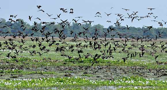 Thousands of Lesser Whistling Teal at the Pobitora Wildlife Sanctuary