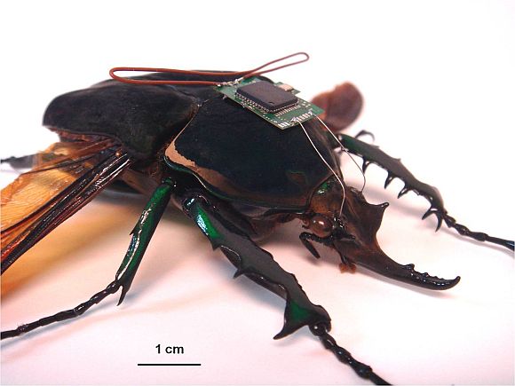 A HI-MEMS enabled insect