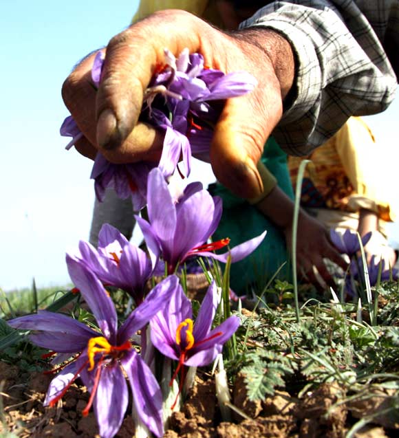 A saffron worker plucks the flower in a field in Pampore