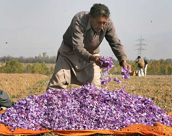 World's best saffron is found in Kashmir