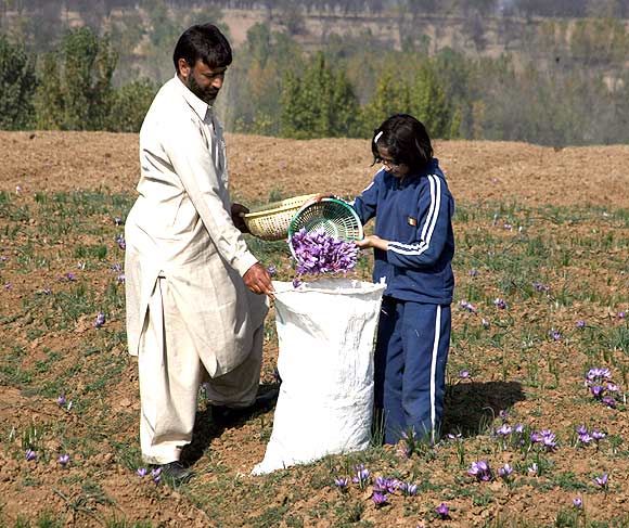 Kashmir's saffron story: Spice with a touch of romance