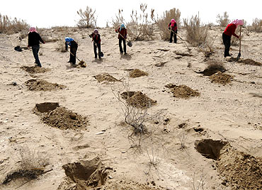 Locals prepare to plant greenery in an attempt to stabilise sand dunes at the fringe of a desert in Minqin county, Gansu province of China