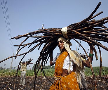 A woman carries a bundle of cut sugarcane on her head as farmers harvest a field outside Gove village in Satara district of Maharashtra