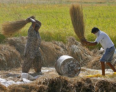Workers thrash paddy crop at Motte Majra village in Punjab