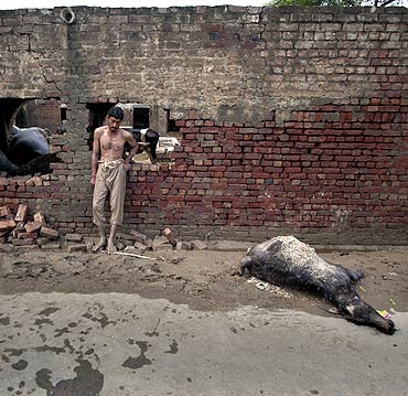 A flood victim returned home to find his livestock killed after waters receded from the 2010 floodwaters in Nowshera, northwest Pakistan.