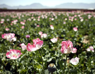 A large field of poppies grows on the outskirts of Jelawar village in the Arghandab Valley north of Kandahar