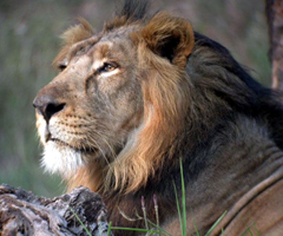 In Gir National Park, 139 lions die 'accidentally'