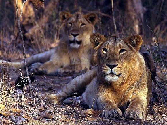 In Gir National Park, 139 lions die 'accidentally'