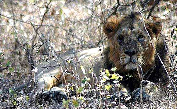 In Gir National Park. 139 lions die 'accidentally'
