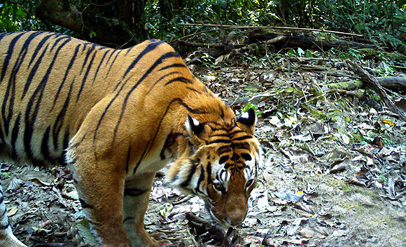 Male tiger at Namdapha Reserve