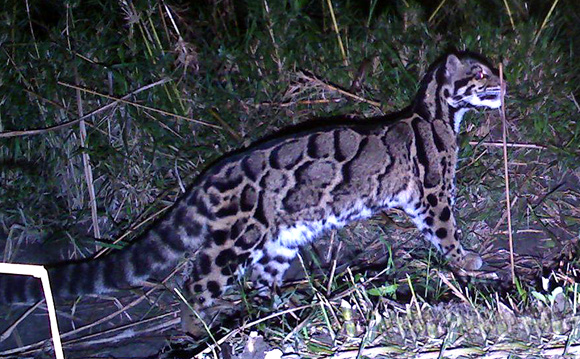 Clouded Leopard at  Namdapha Reserve