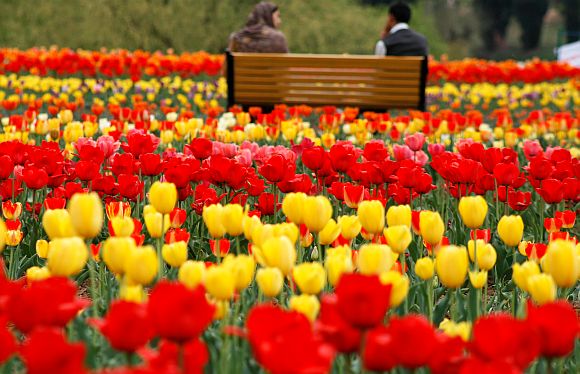 The tulip garden in Kashmir has further mesemerised tourists and locals alike