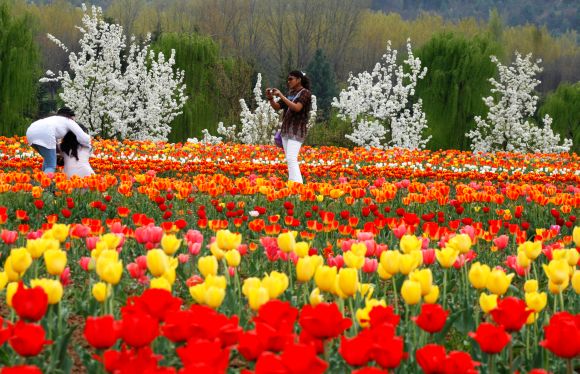 Tulip garden, the latest crowd puller in Kashmir